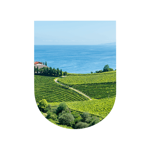 Wine-growing region Spain