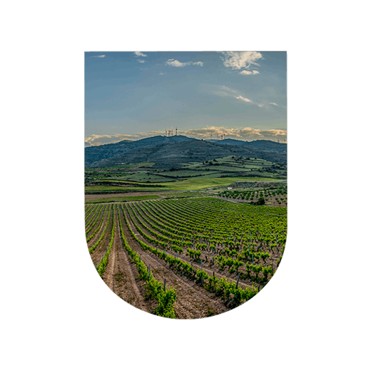 Wine-growing region United States