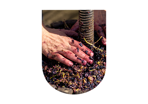 Destemming and pressing wine