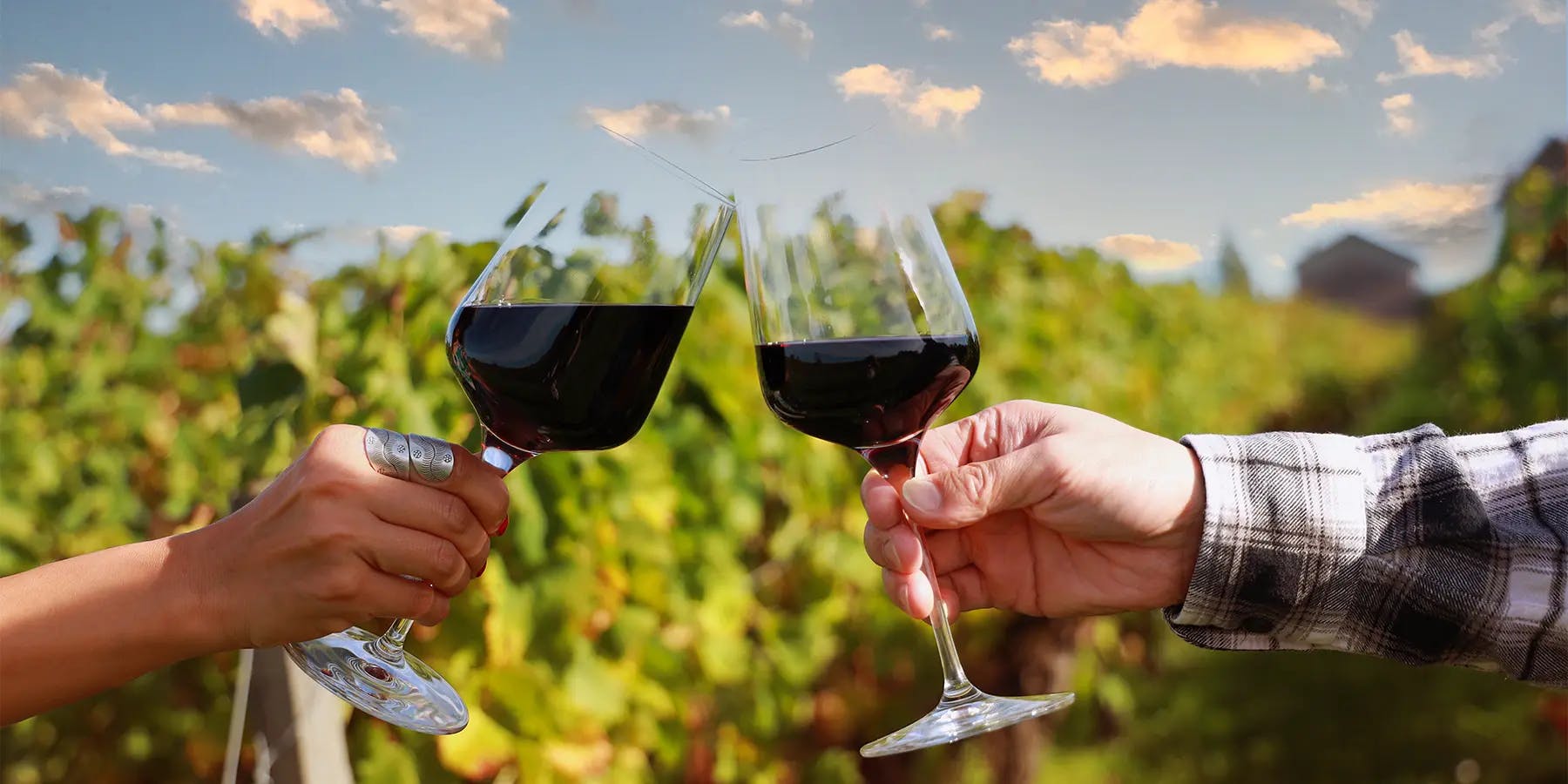 Verre de vin rouge dans les vignes