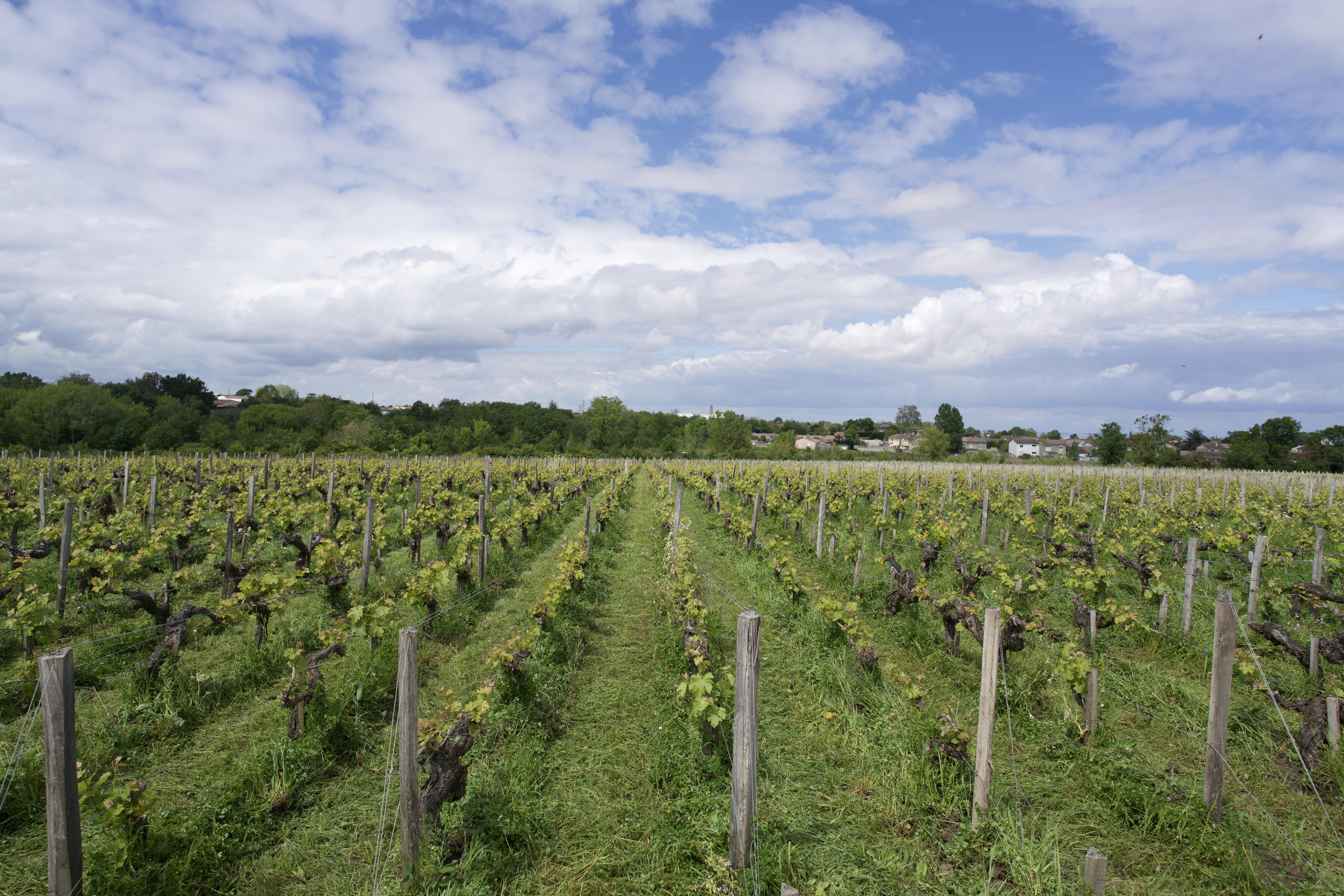 Château Haut-Bages Libéral