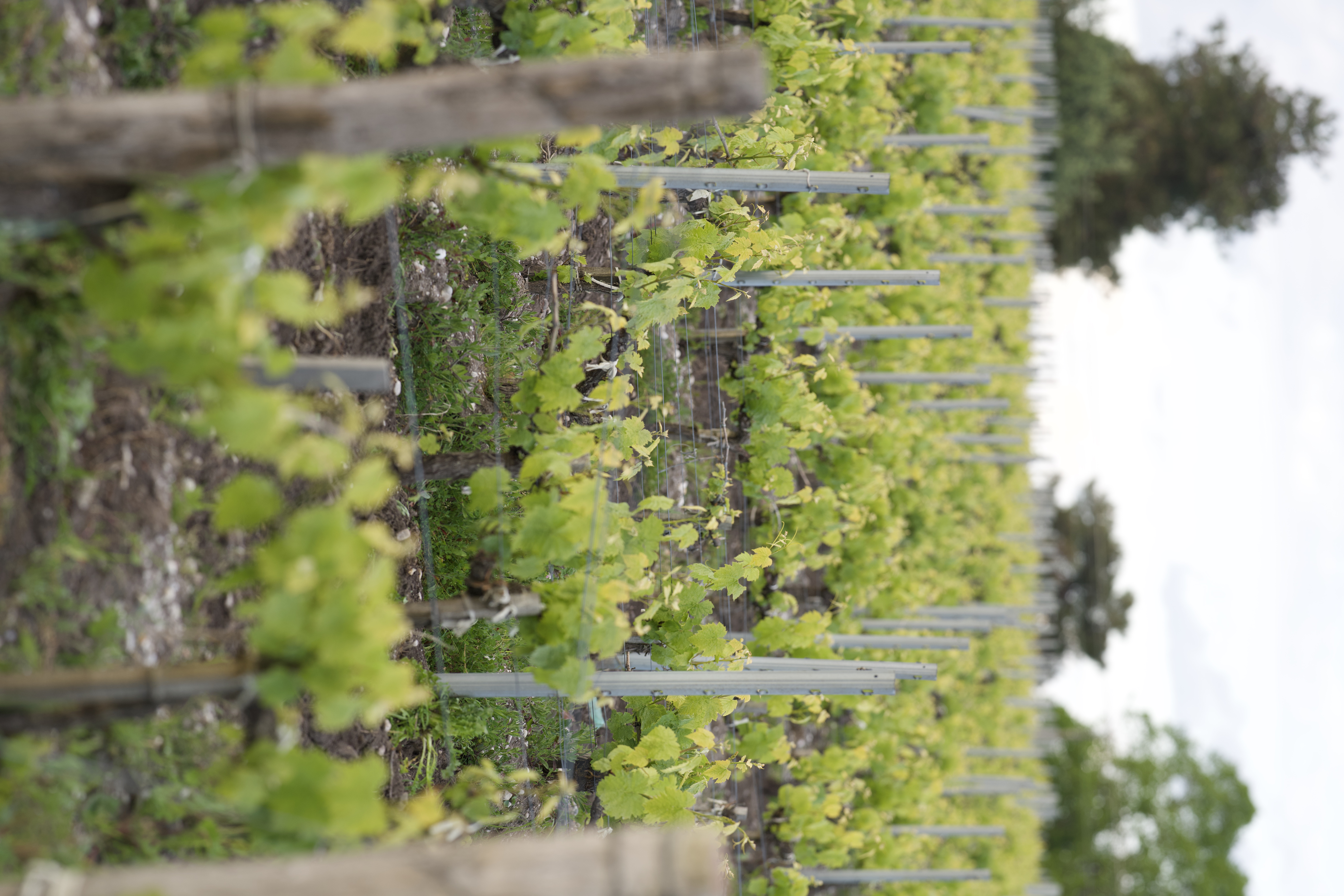 Château Branas Grand Poujeaux