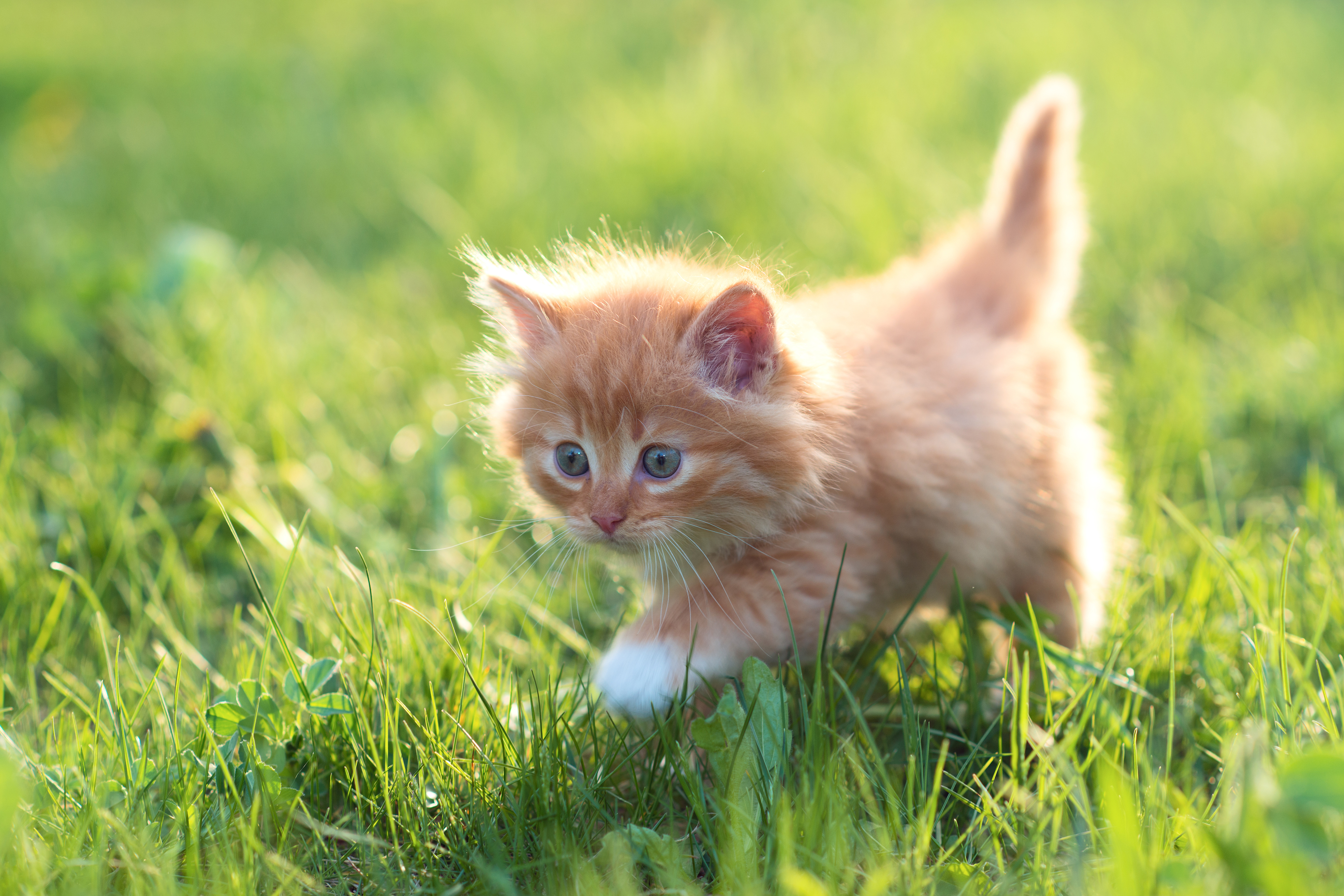 Bilde av en ung katt på plenen.
