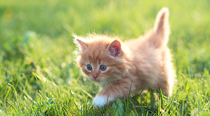 Liten katt på plen