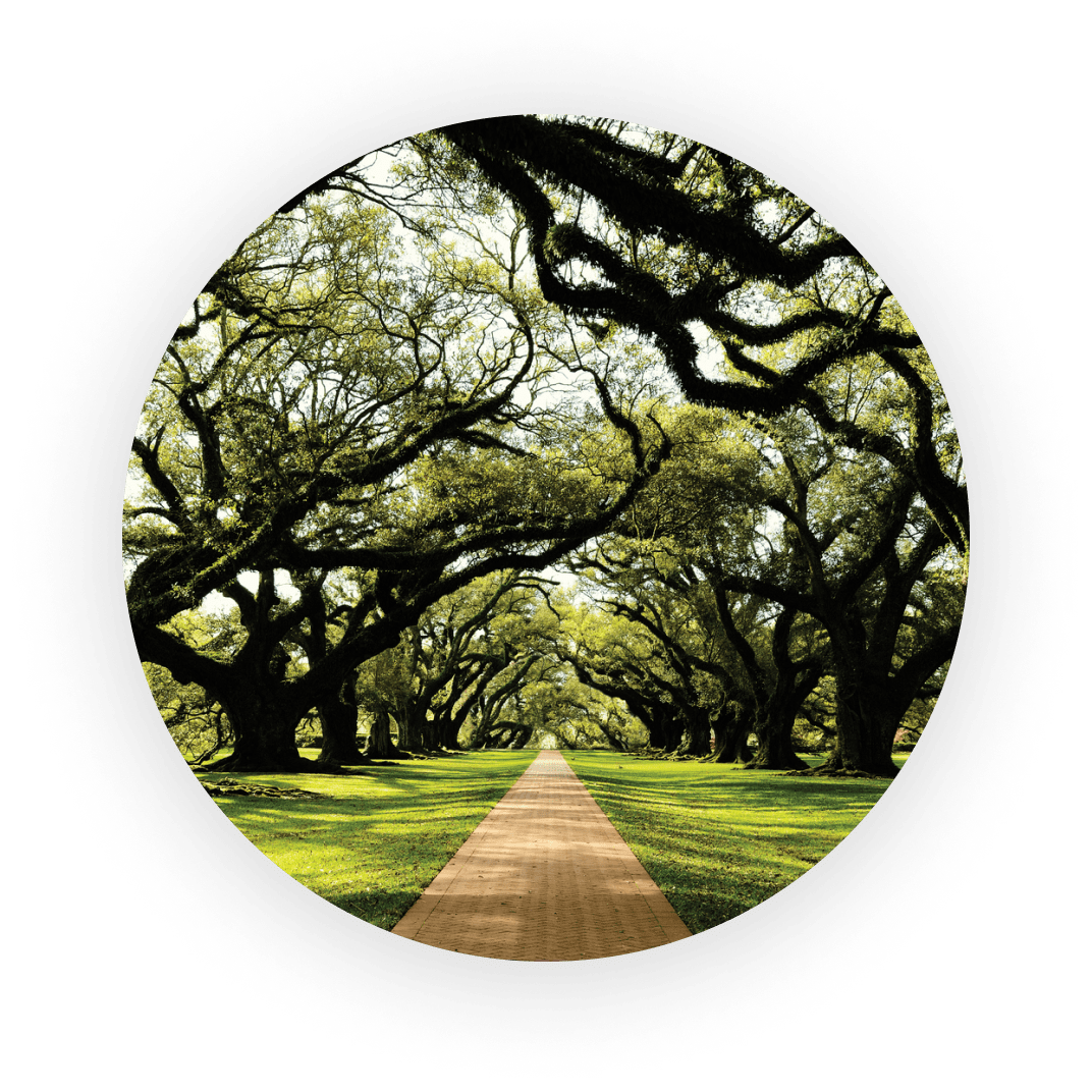 Accent image of a pathway underneath trees.