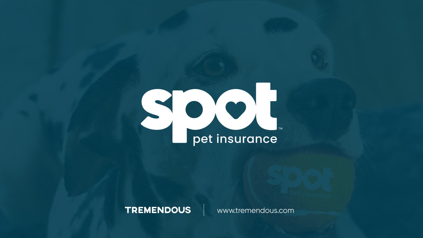 The logo for Spot pet insurance.