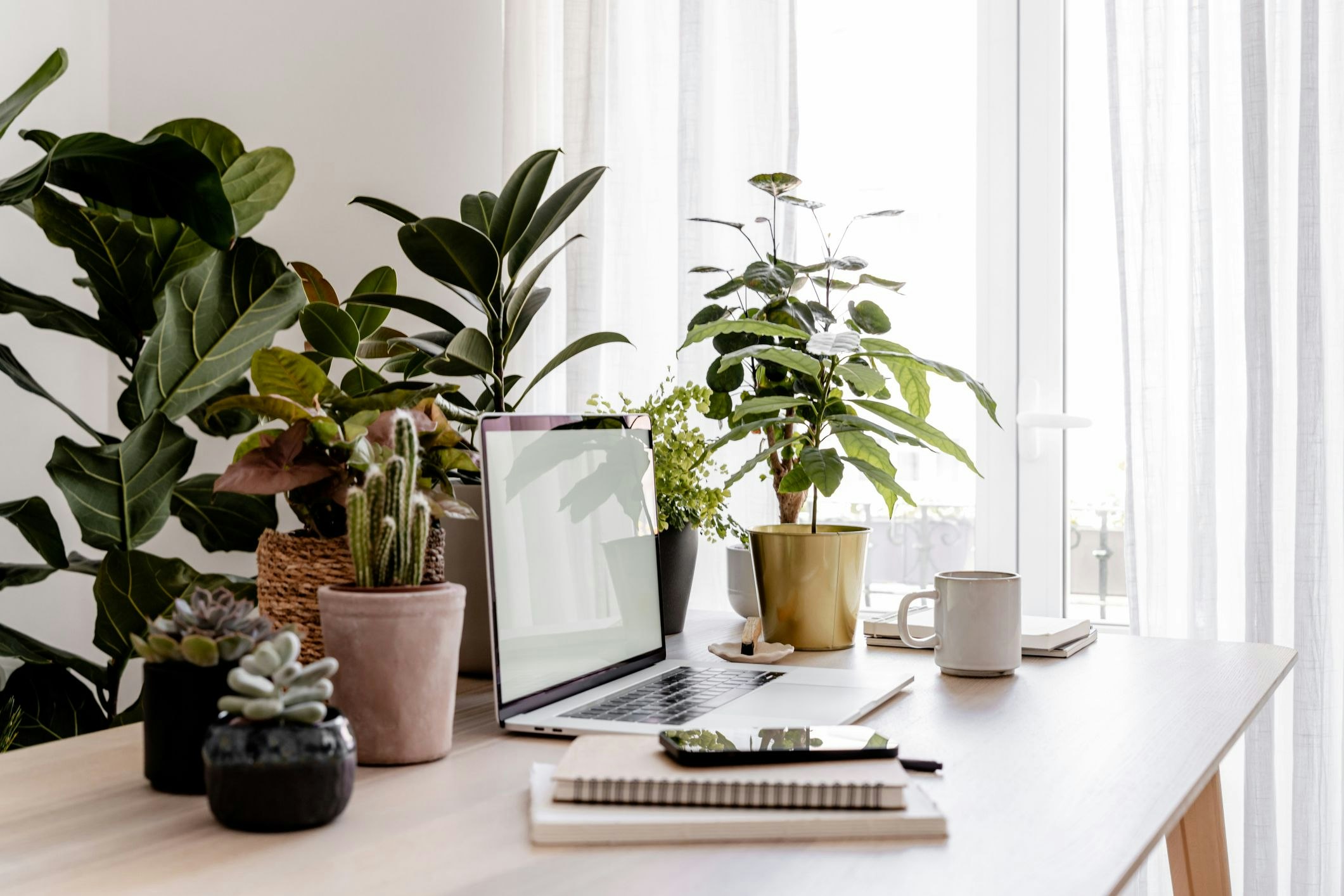 A desk plant.