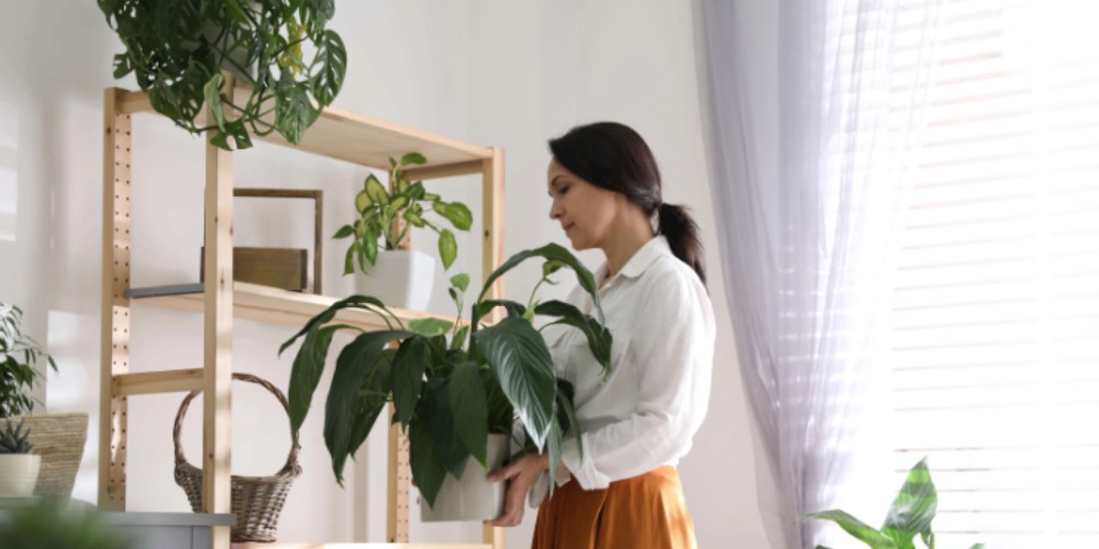 benefits of houseplants