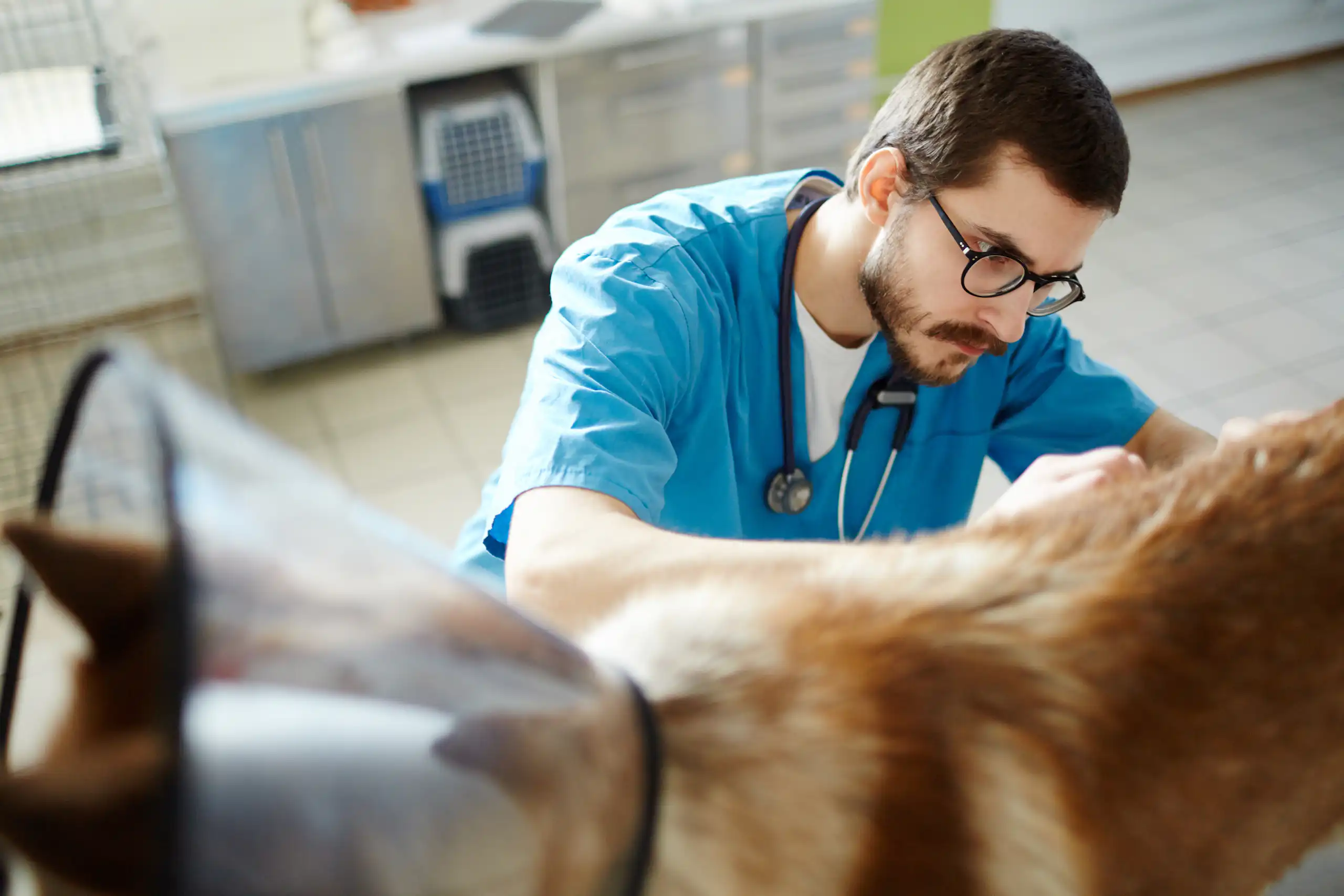 Compassion Fatigue in Vet Teams