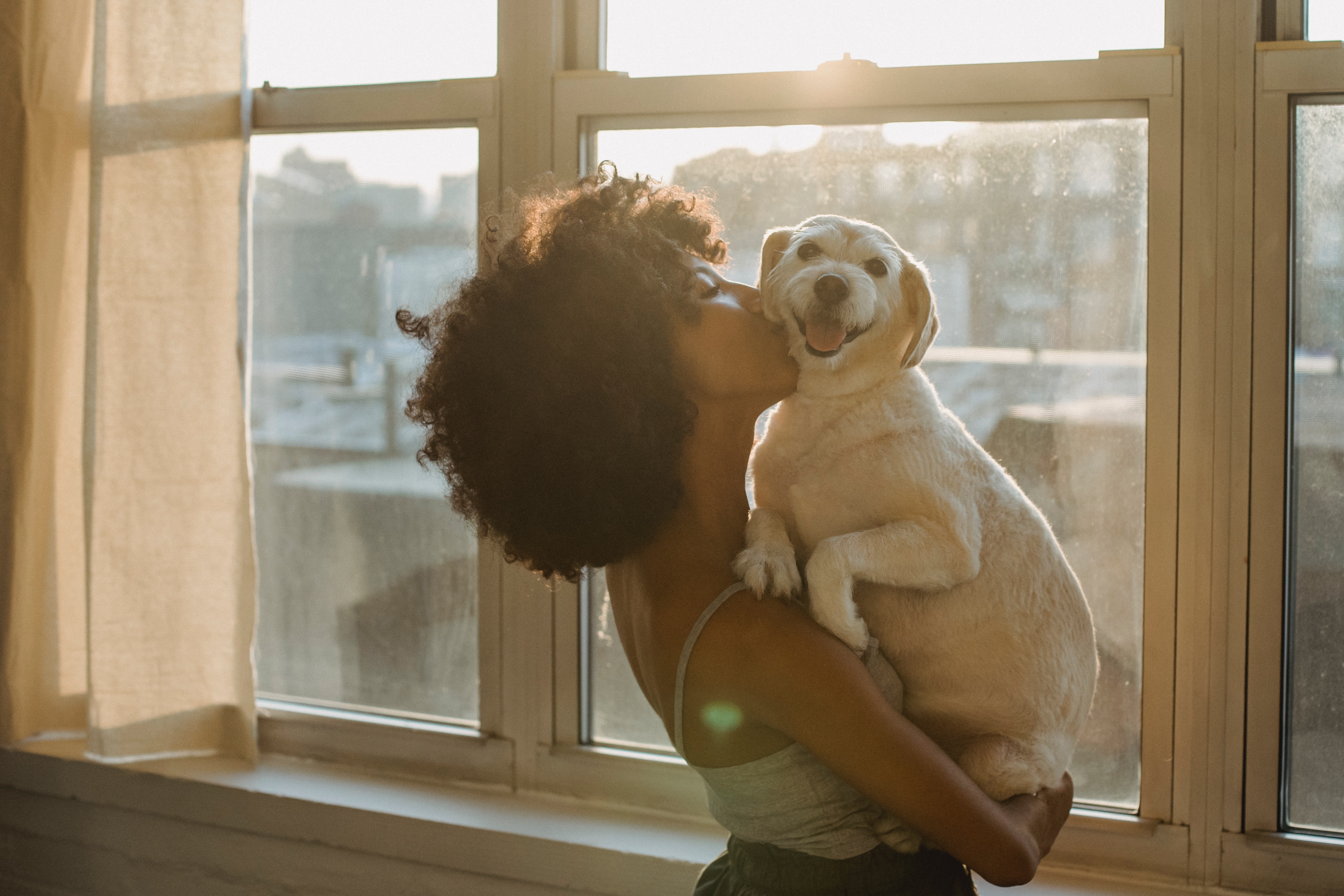 Pet Friendly Accommodation Sydney Urban Rest Serviced Apartments Dog Cat