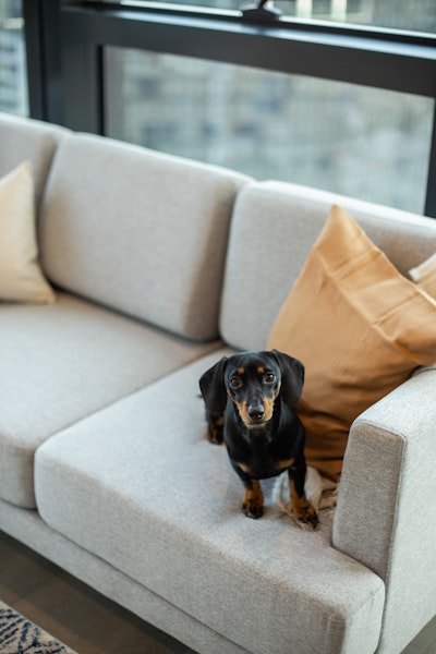 Urban Rest pet friendly serviced apartments Brisbane