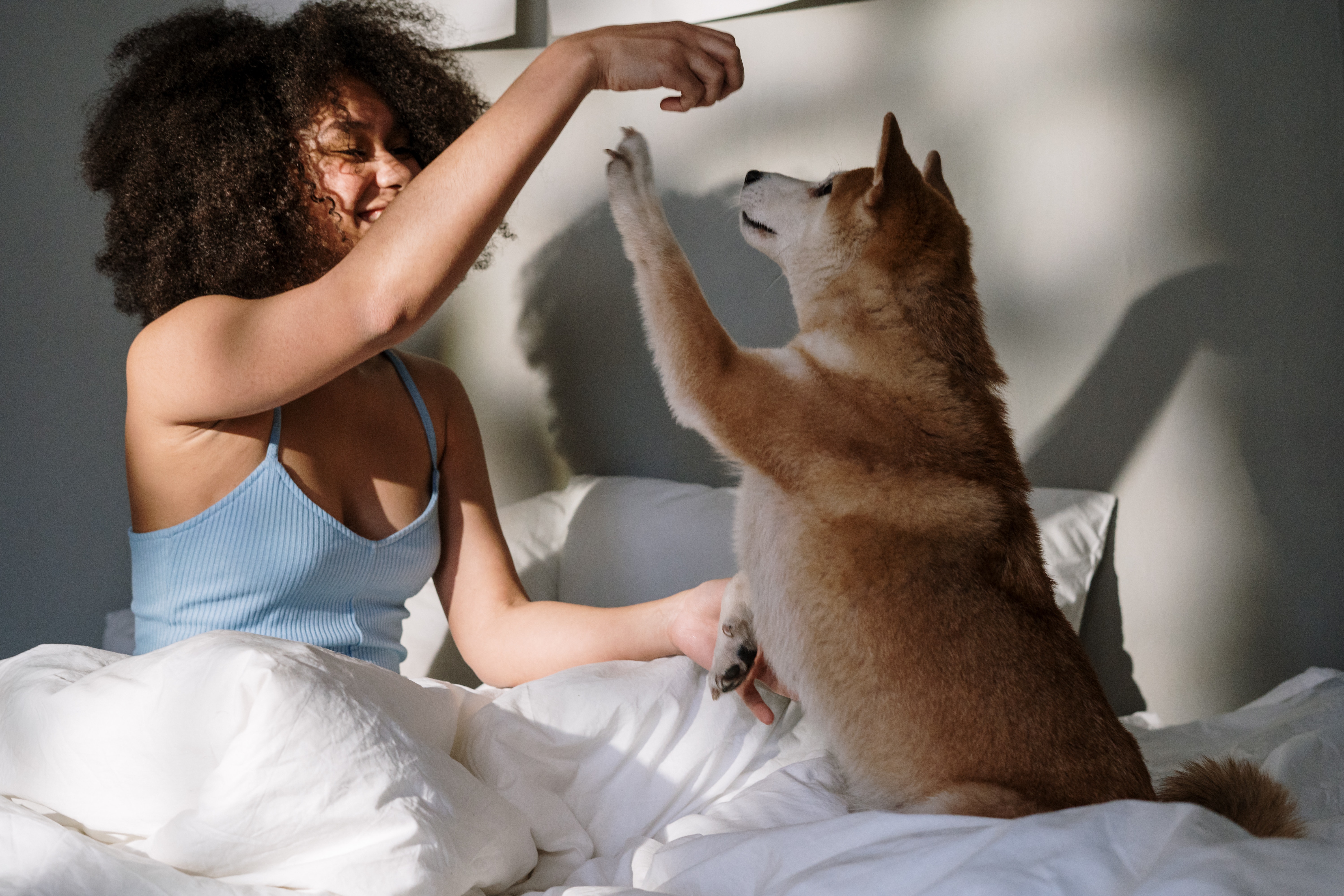 Urban Rest Pet Friendly Serviced Apartments Brisbane