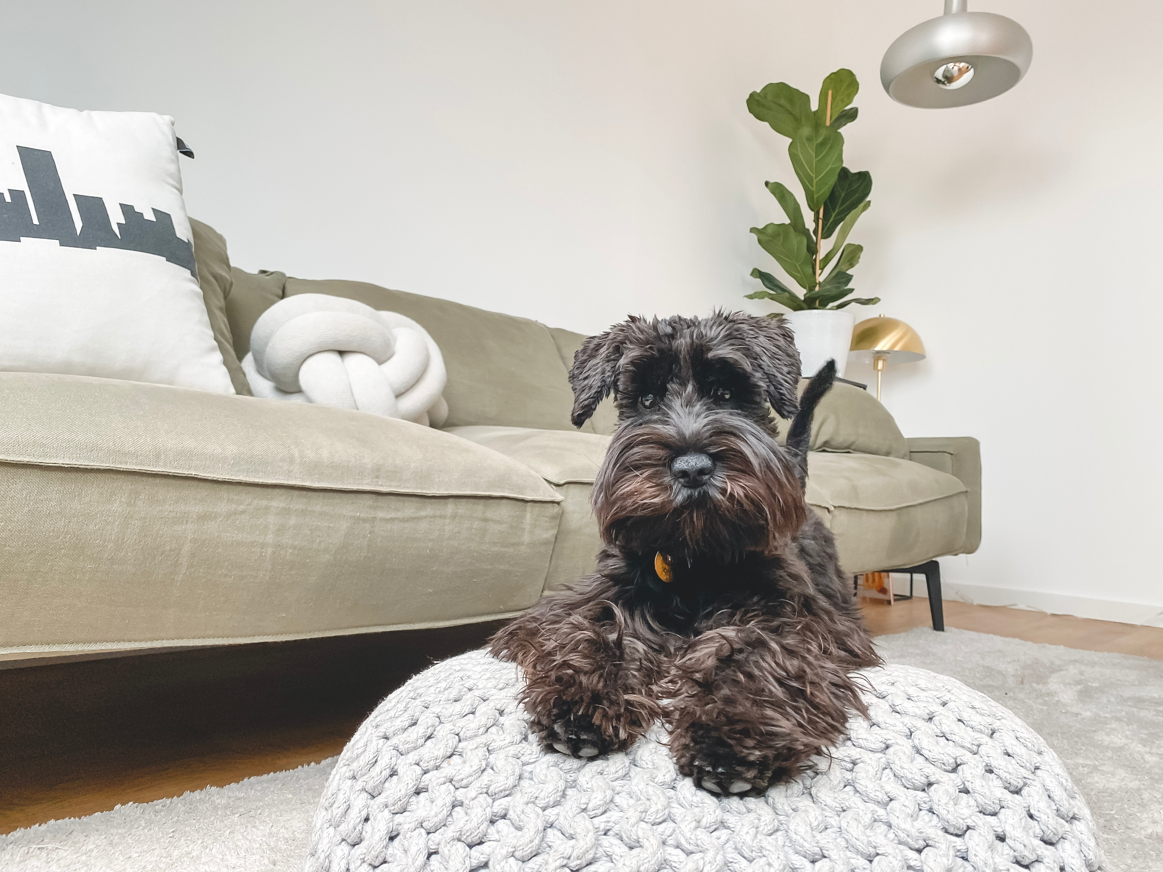 Urban Rest Pet Friendly Serviced Apartments Canberra