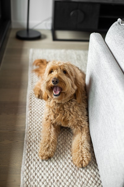 Pet Friendly Accommodation in Adelaide Urban Rest Serviced Apartments