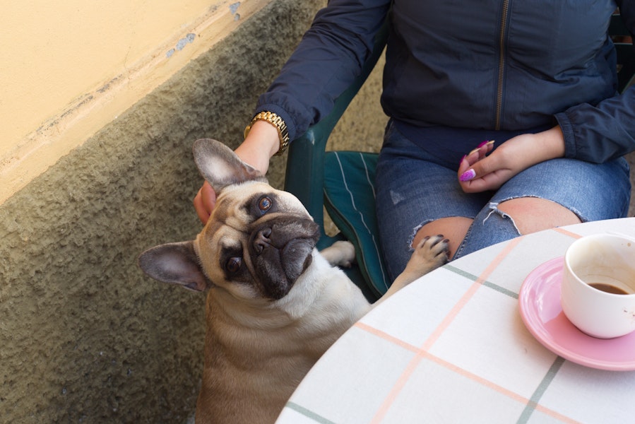 Pet Friendly Accommodation in Adelaide Urban Rest Serviced Apartments
