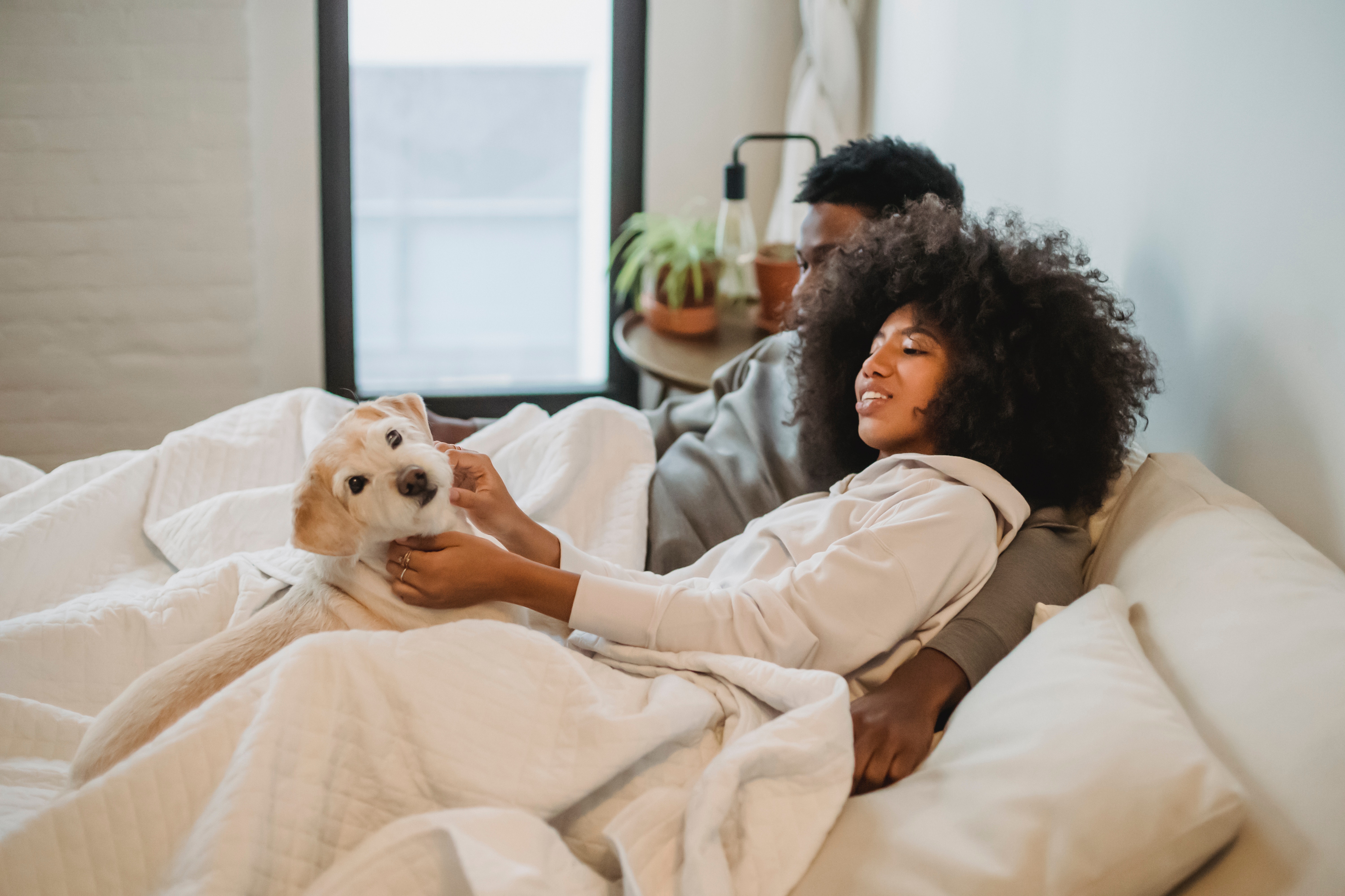 Pet Friendly Accommodation Dublin Ireland Urban Rest Serviced Apartments
