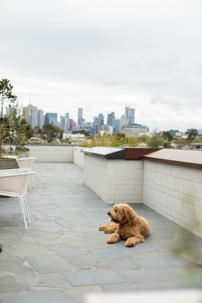 Pet Friendly Accommodation in Dublin Ireland Urban Rest Serviced Apartments