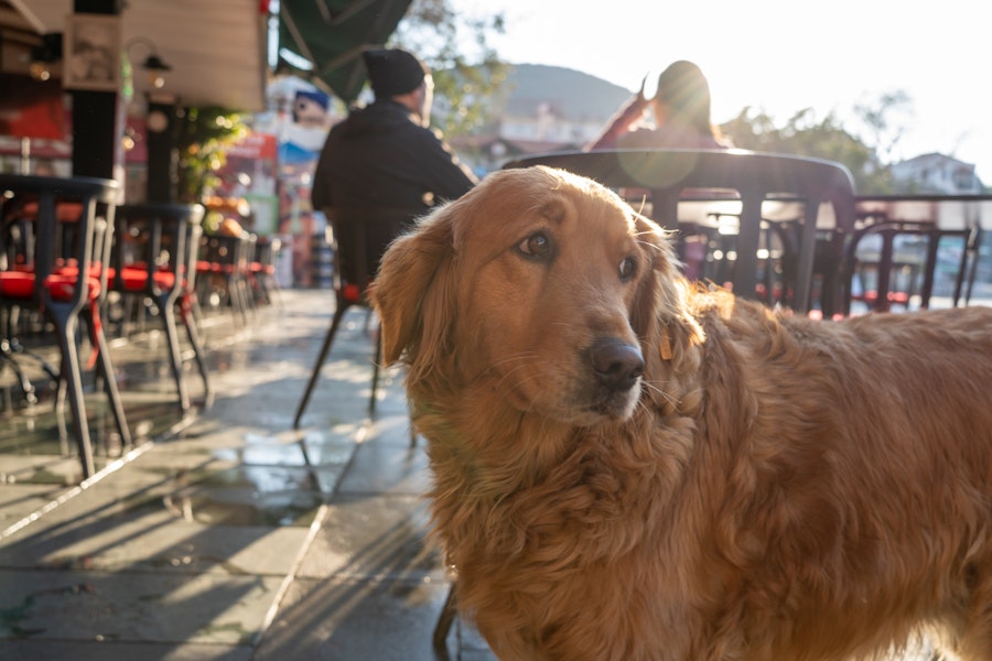 Pet Friendly Accommodation in Dublin Urban Rest Serviced Apartments