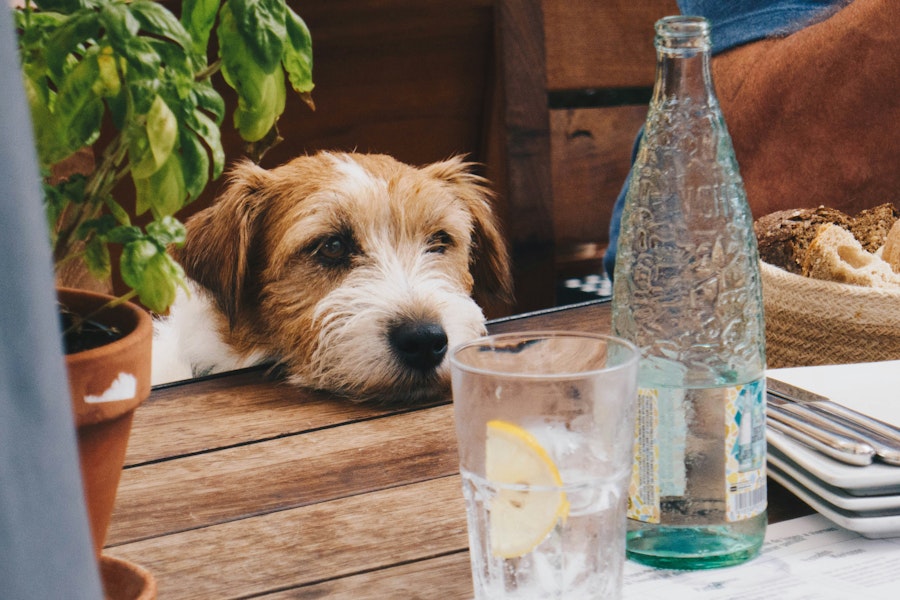 Pet Friendly Accommodation London United Kingdom Urban Rest