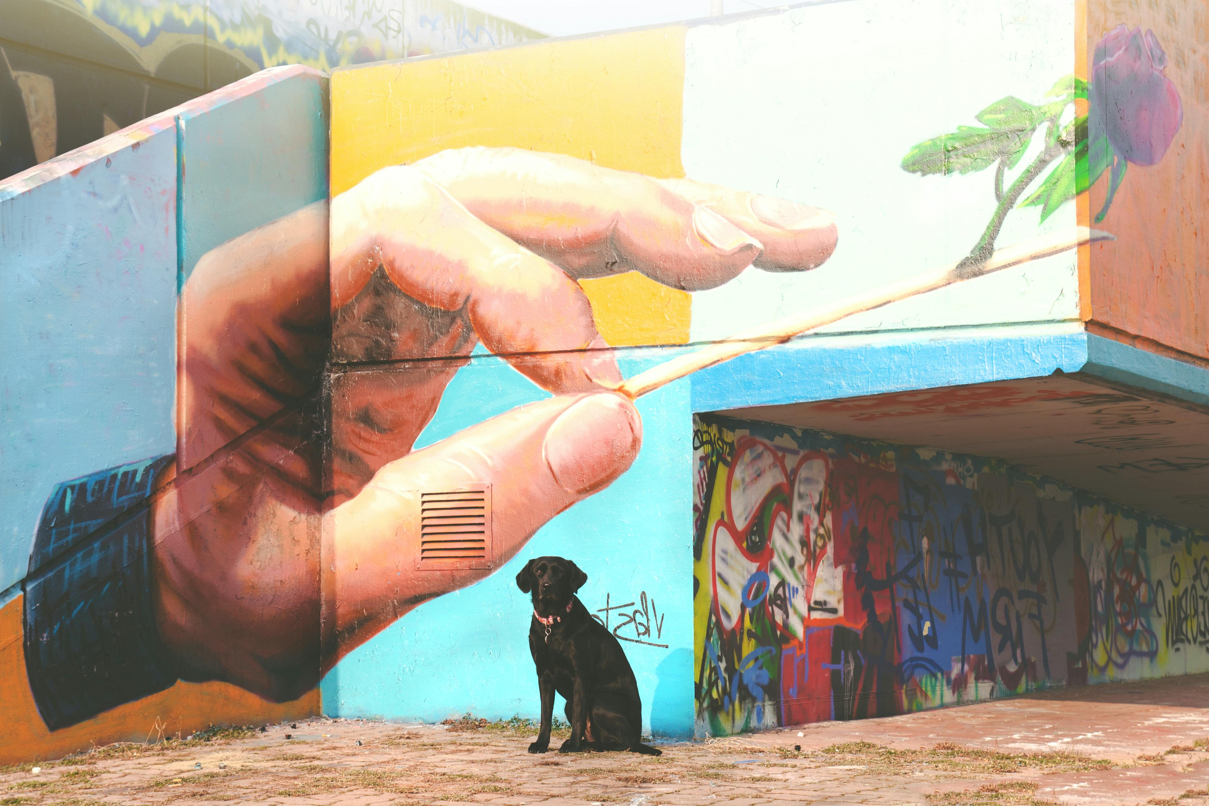 Street art braddon canberra australia urban rest