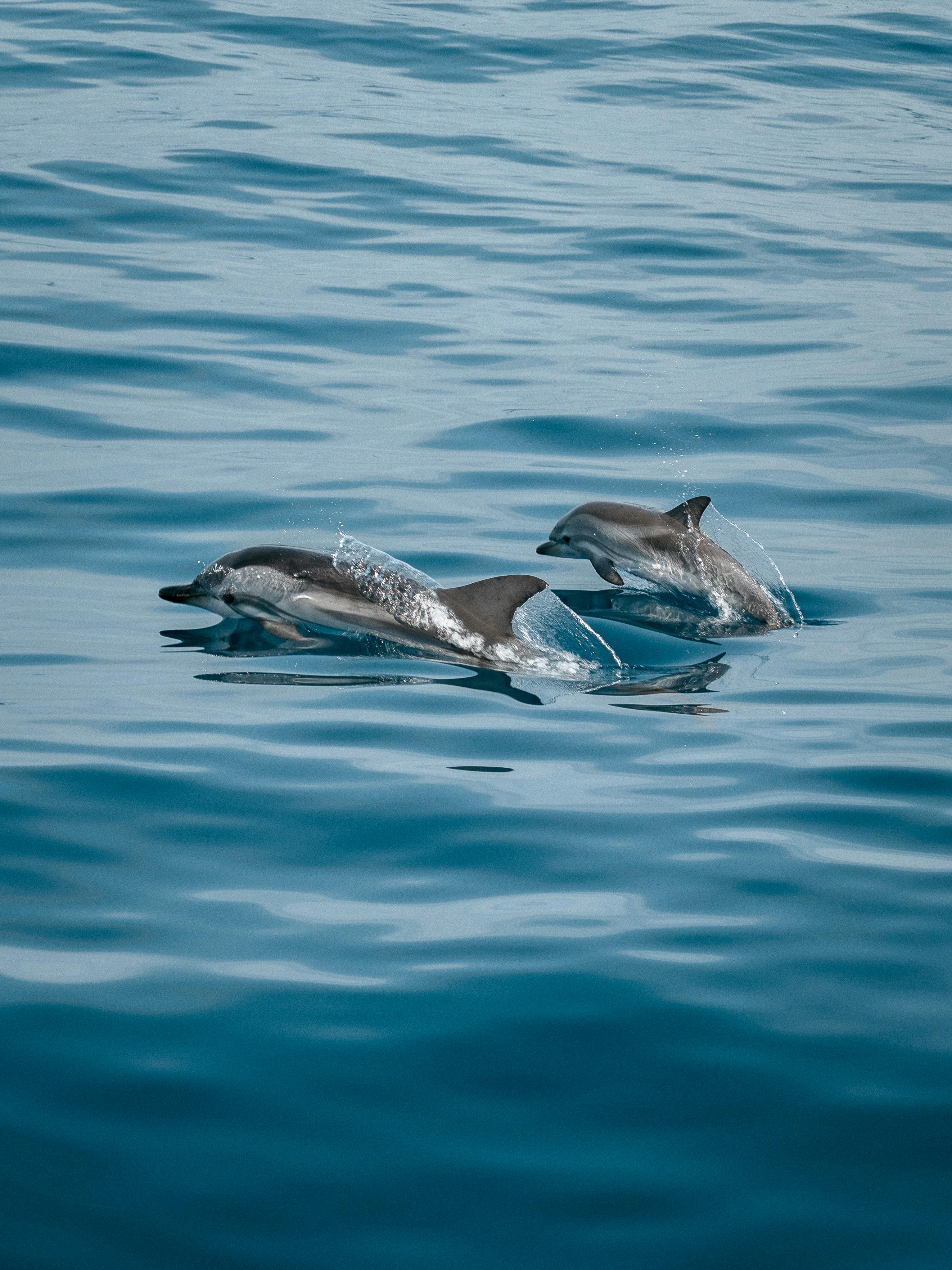 Adelaide Dolphin Sanctuary dolphins port adelaide australia urban rest