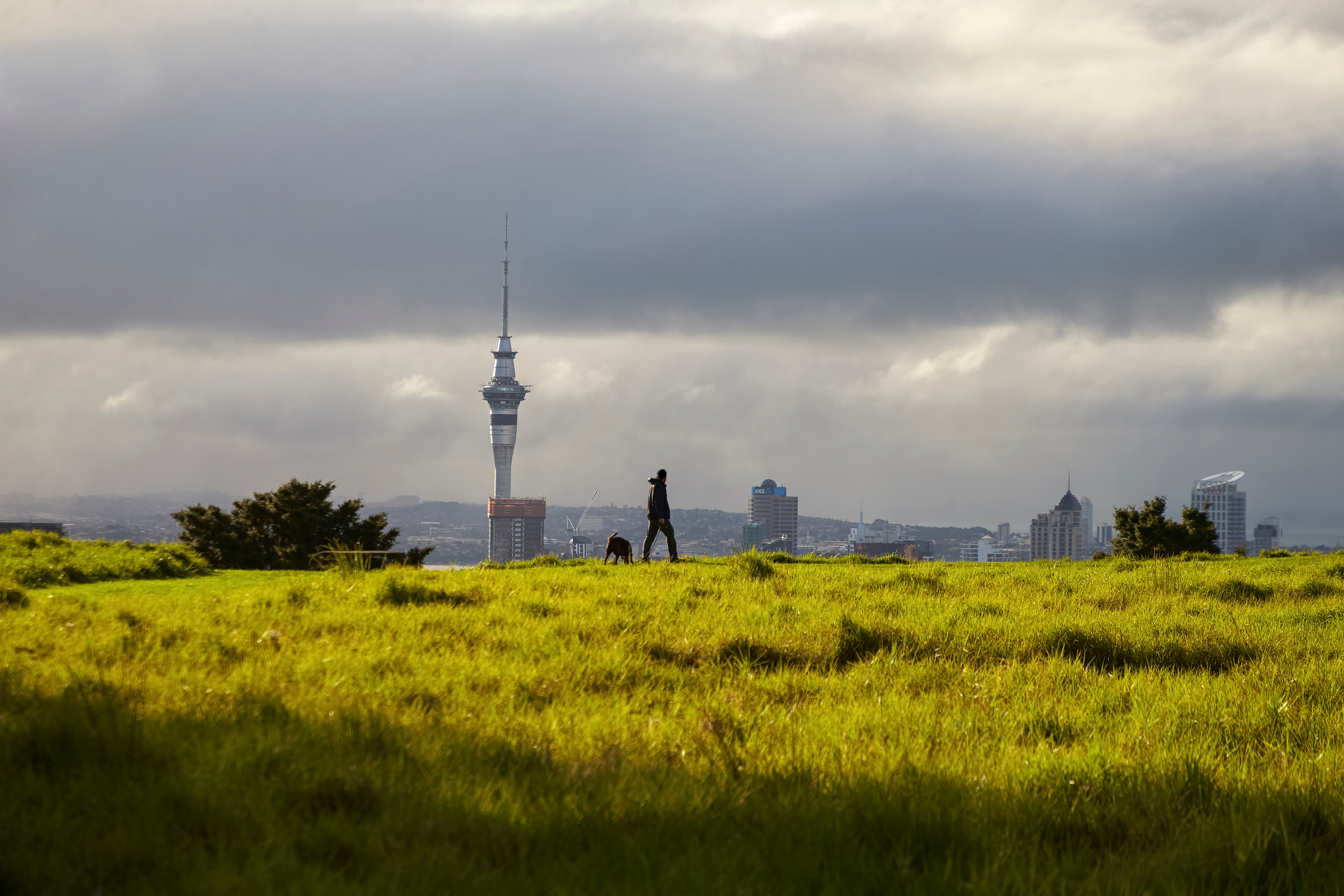 Pet Friendly Things to do, Auckland, New Zealand