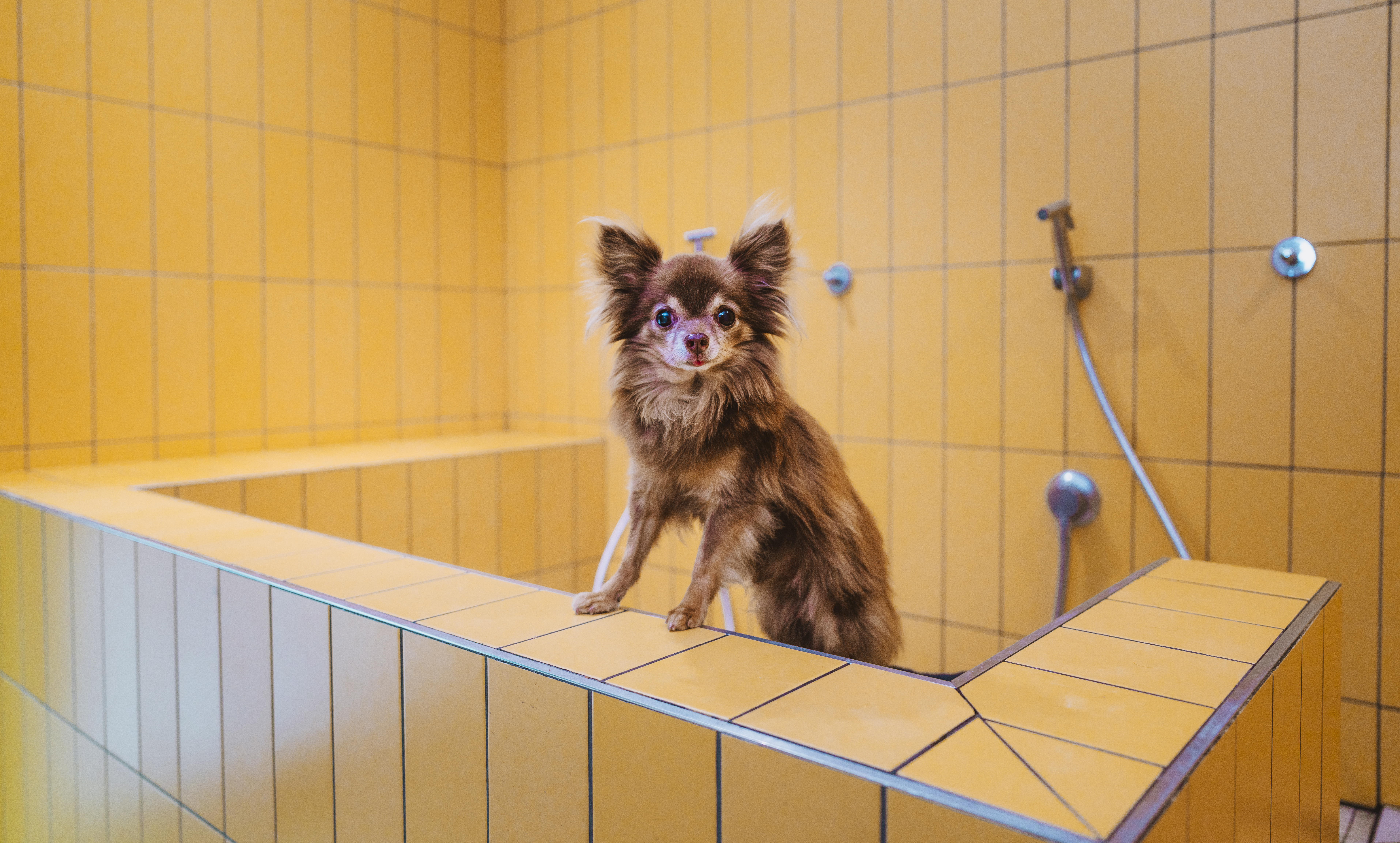 Pet Friendly Accommodation in Wellington