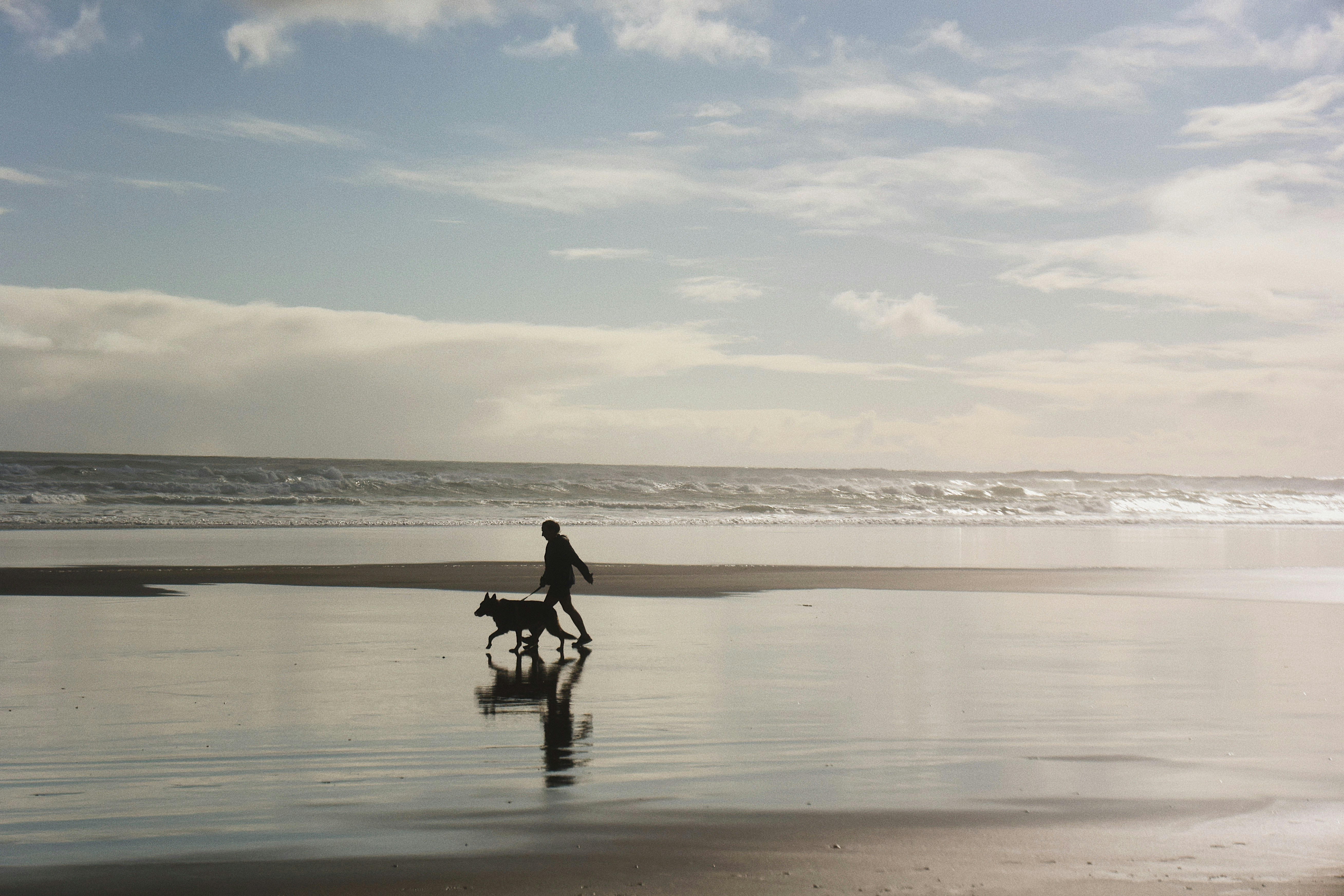 Pet Friendly Stays in Auckland, New Zealand - Urban Rest