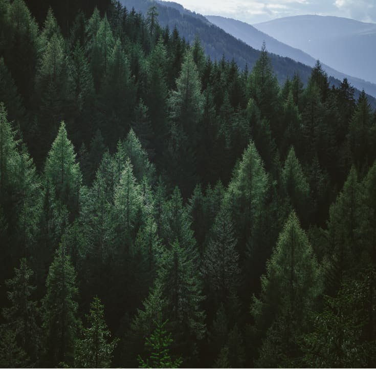 there is a picture of a forest with a mountain in the background