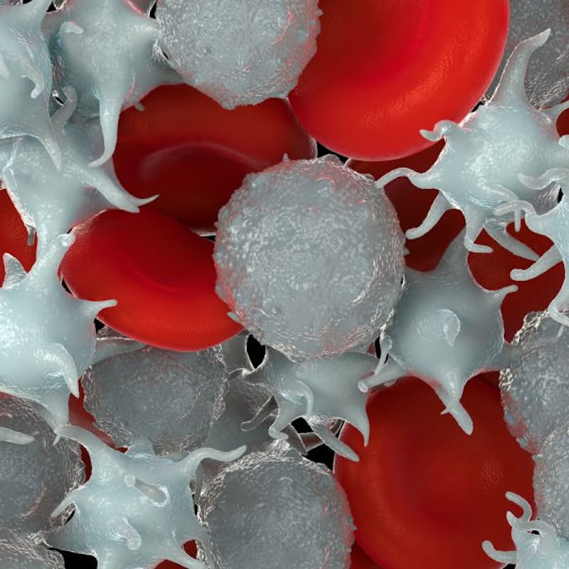a close up of a bunch of red and white blood cells
