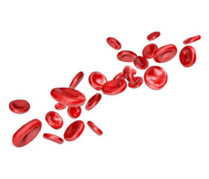 red blood cells image