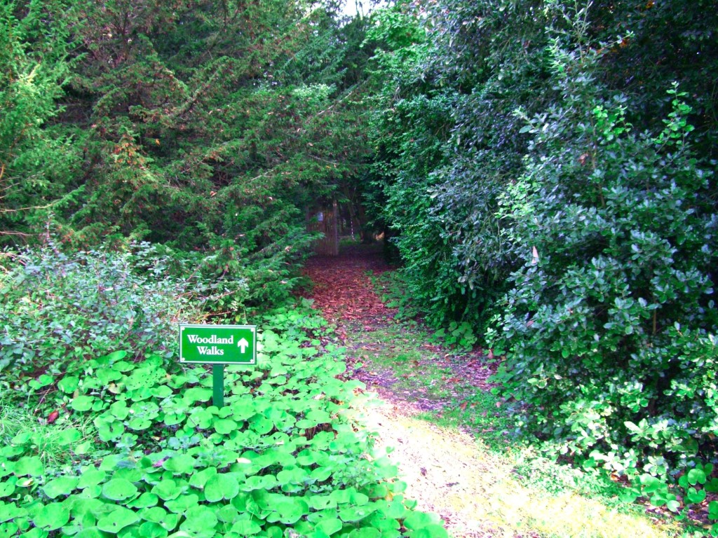 Woodland Walk