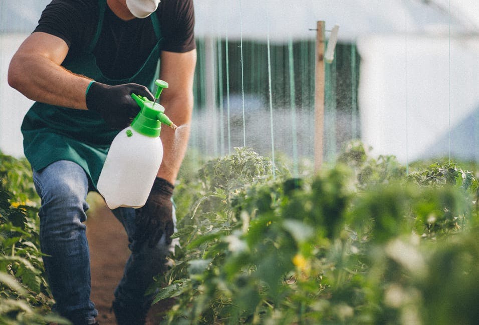 Person spraying herbicide