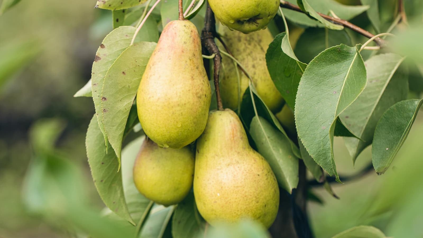 Wie gesund sind Birnen? Bild von mehreren Birnen, die an einem Baum hängen.