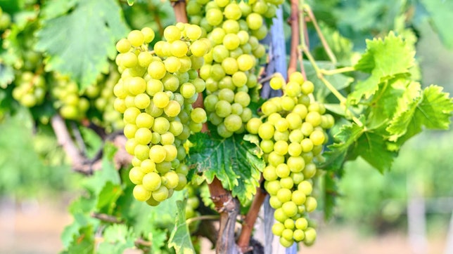 Wie veiele Kalorien haben Weintrauben? Bild von vielen weißen Weintrauben an einer Rebe.