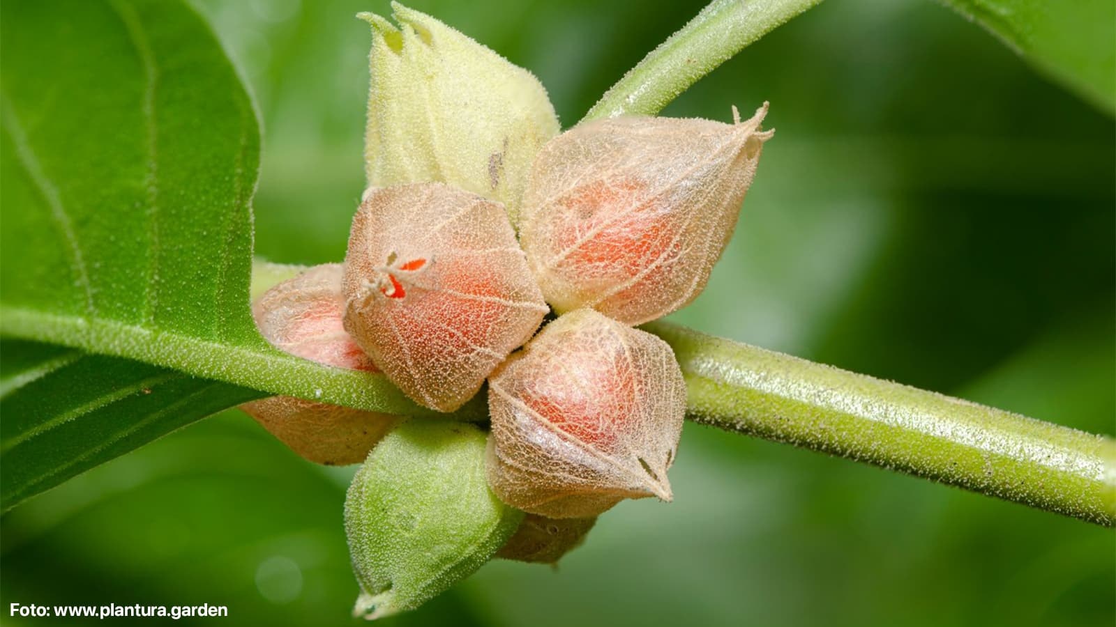 Was ist Ashwagandha? Bild von den der Pflanze, aus der Ashwagandha gewonnen wird.