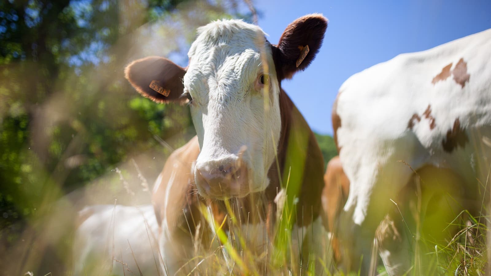 Die Wahrheit über Milch: Gesund oder schädlich? Bild von einer Kuh, die Milch abgibt.