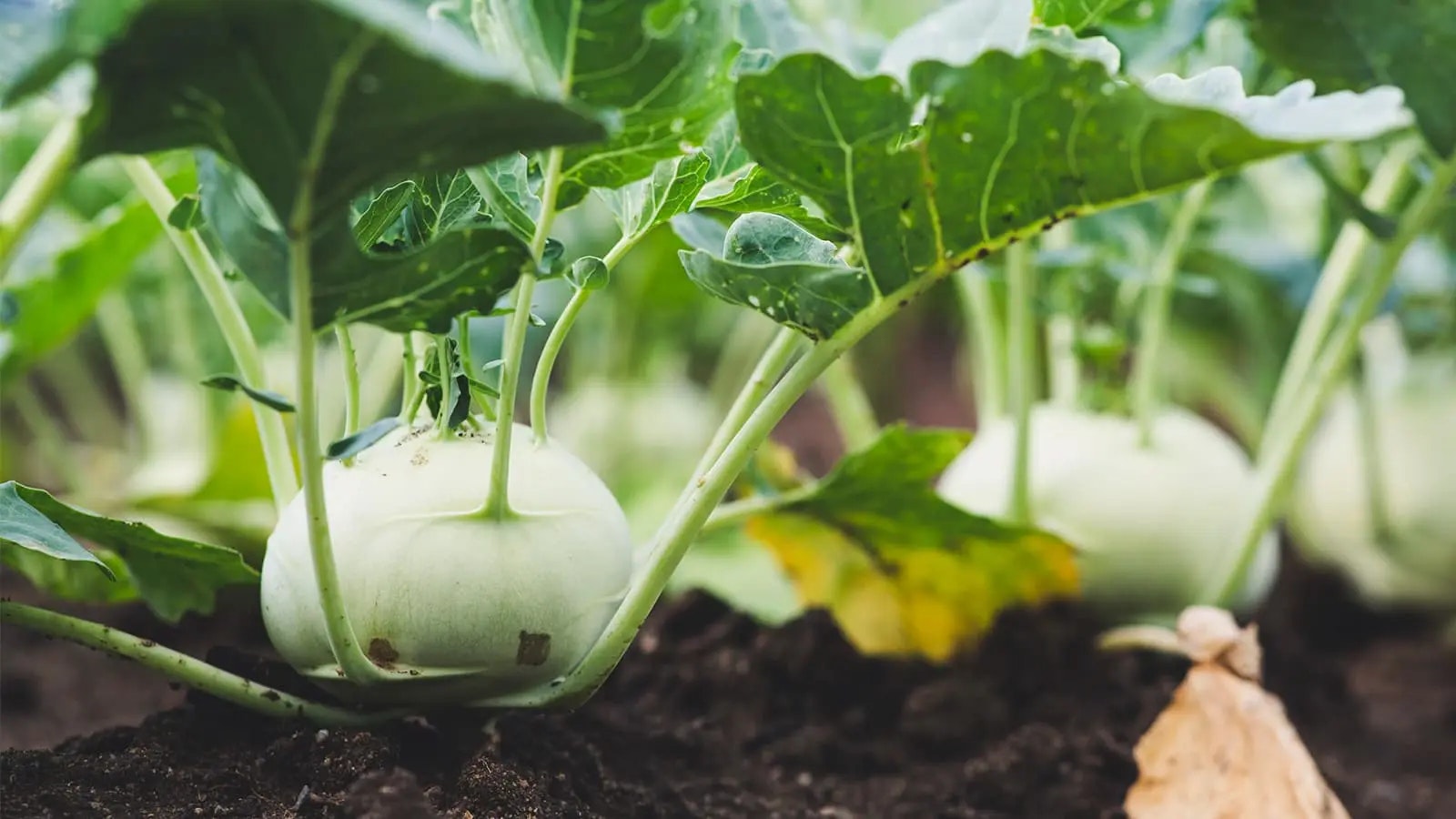 Eine gesunde Kohlrabi, auf dem Feld