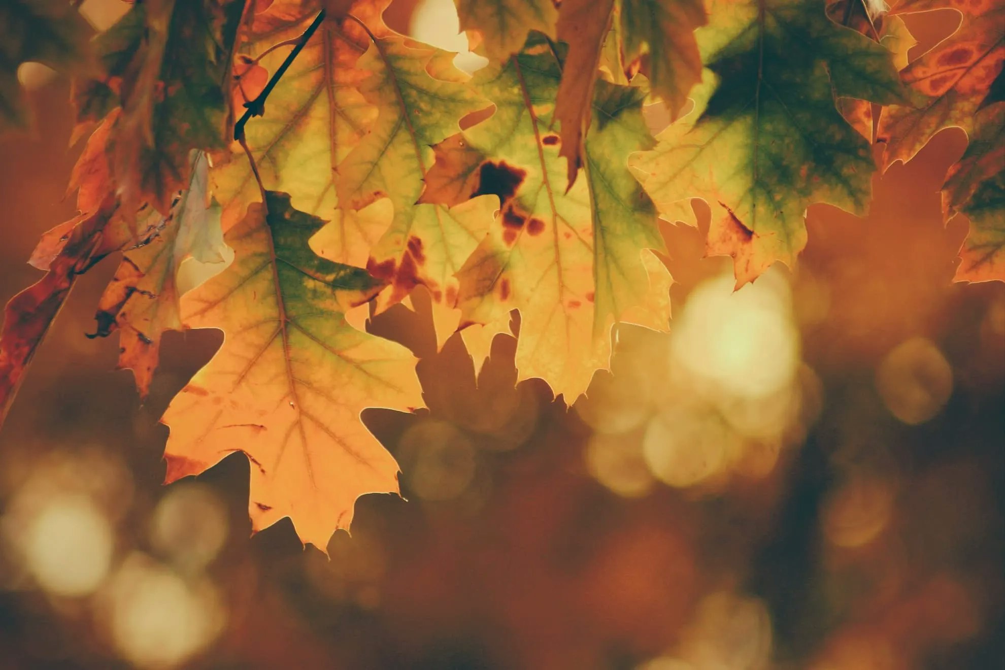 Bunte Blätter im Herbst.