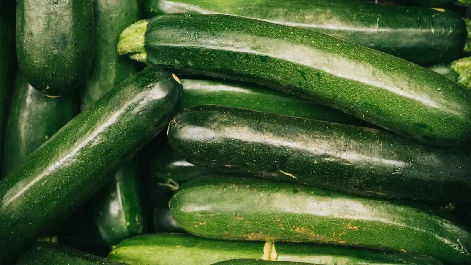 Bild von mehreren Zucchini.