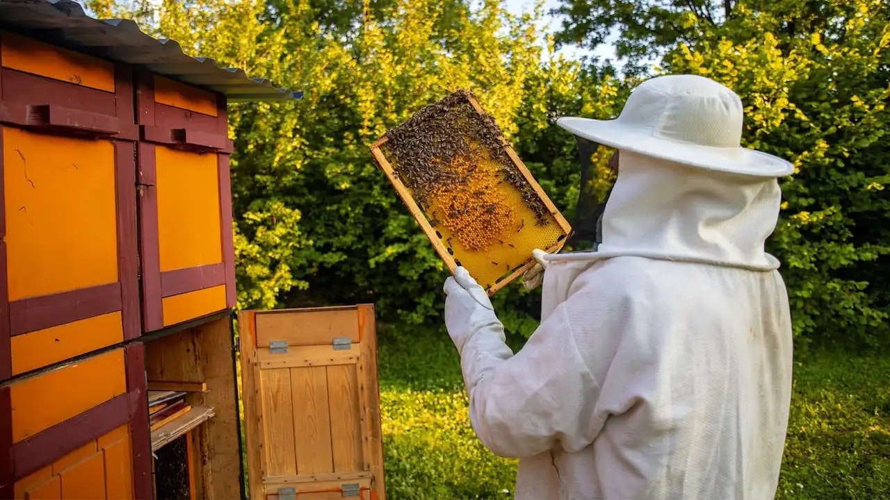 Bild von einem Imker am Bienenstock.