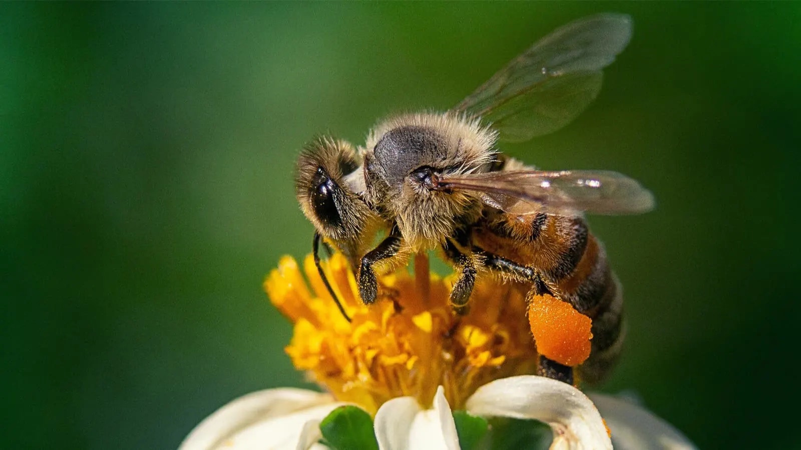 Bild von einer Biene auf einer Blüte.