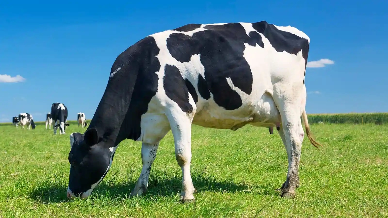 Bild von einer Kuh, die Rohmilch produziert.