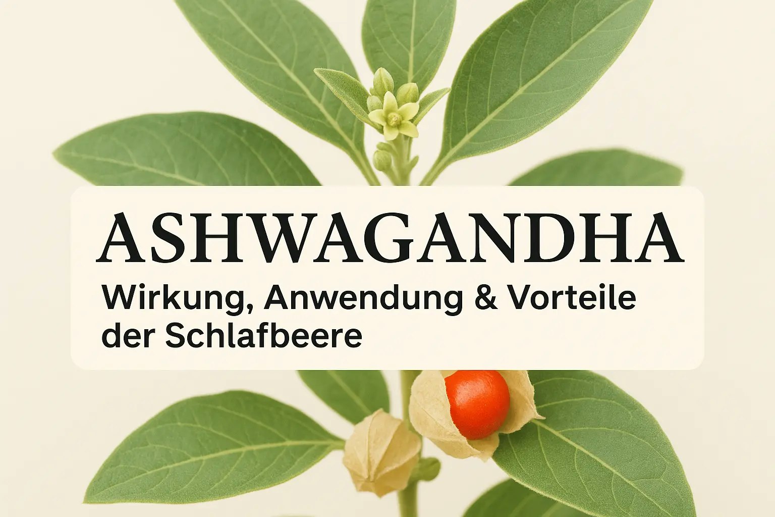 Ashwagandha Wirkung, Anwendung und Vorteile.