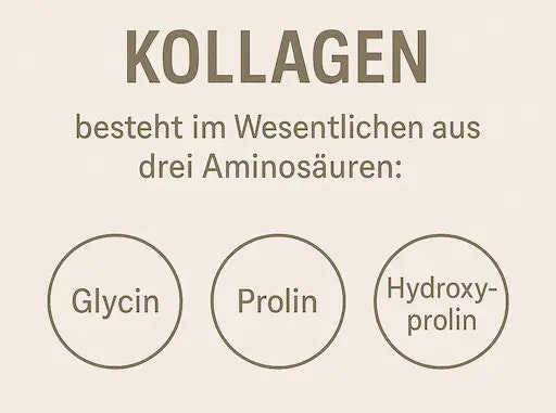 Kollagen besteht im Wesentlichen aus drei Aminosäuren: Glycin, Prolin und Hydroxyprolin