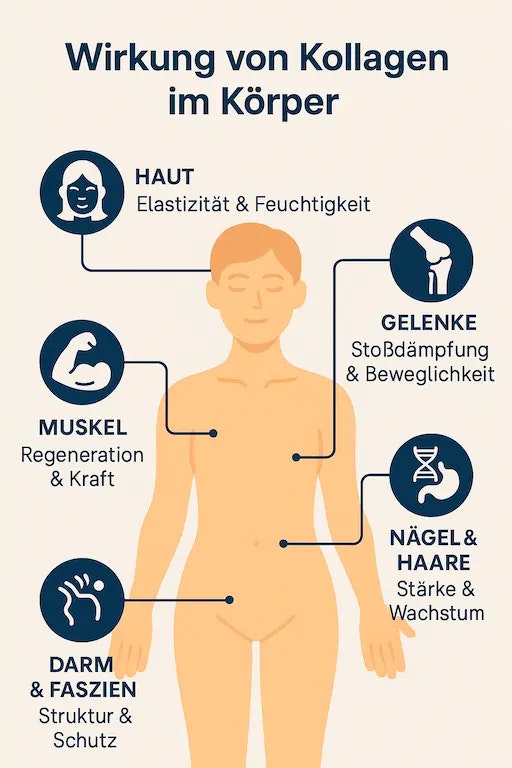 Wirkung von Kollagen im Körper
