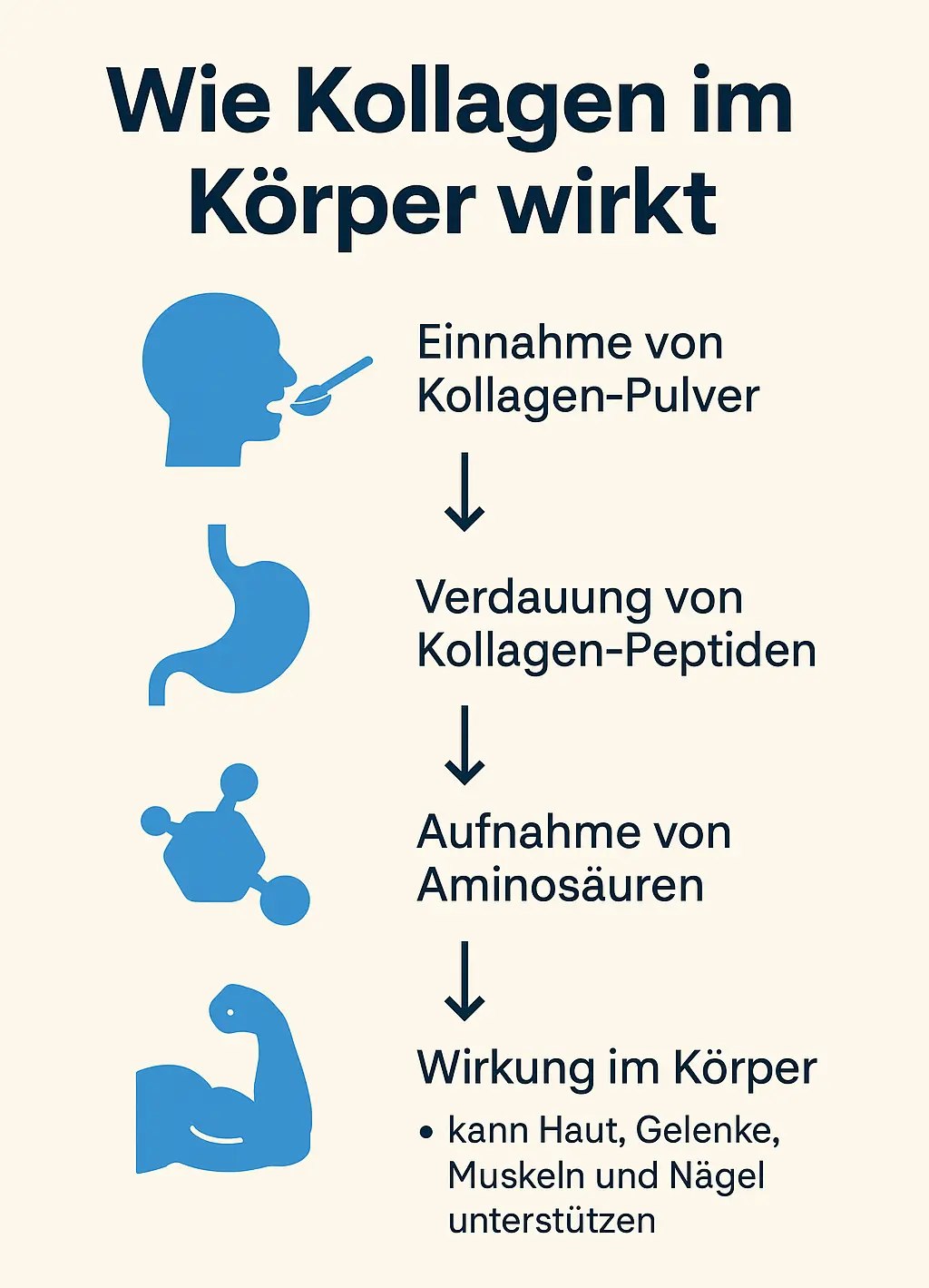 Wie Kollagen im Körper wirkt Grafik