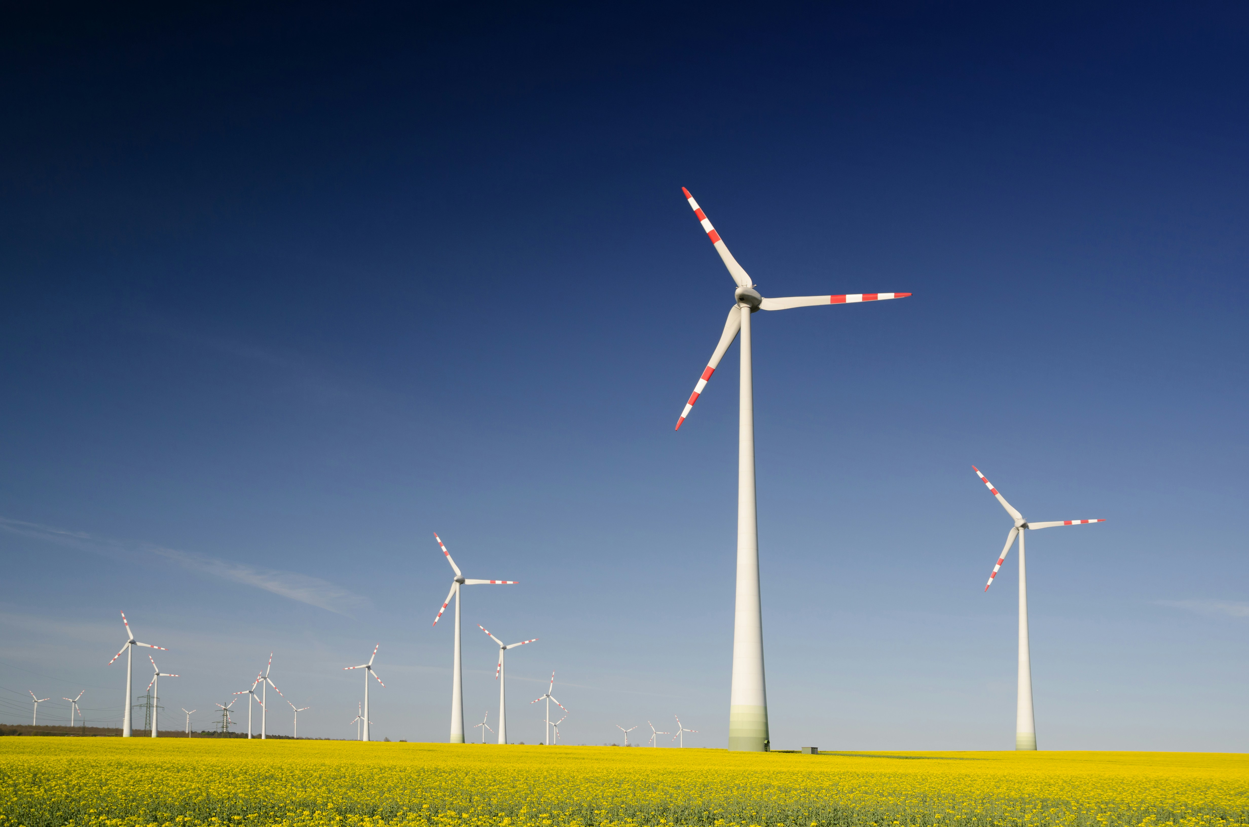 dozen of wind turbines in a field of rapeseeds, with clear blue sky