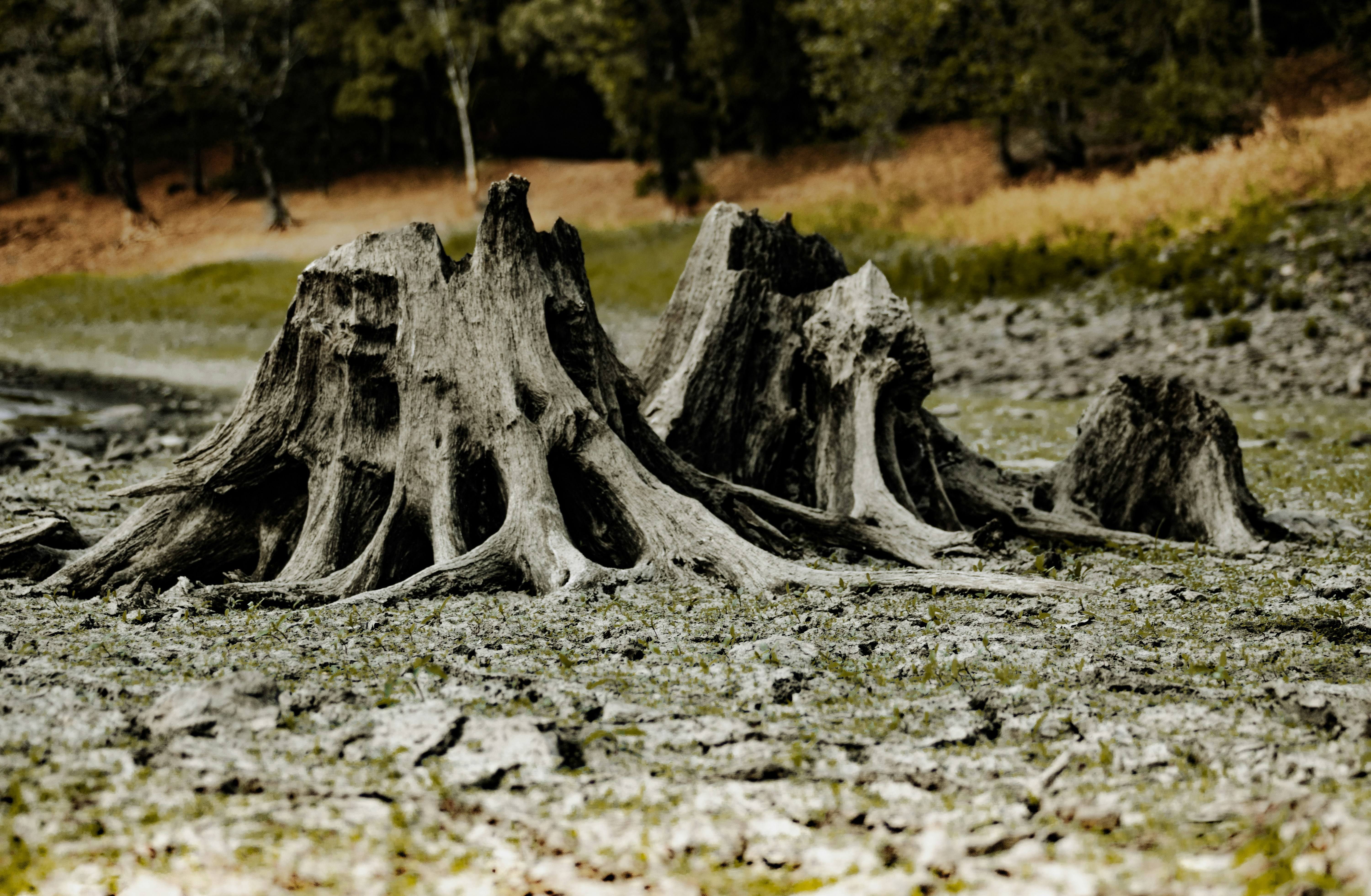 Archive picture by Nicolas Houdayer on Unsplash