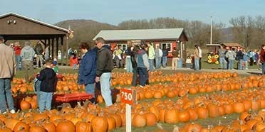 2024 Ellicottville Fall Festival